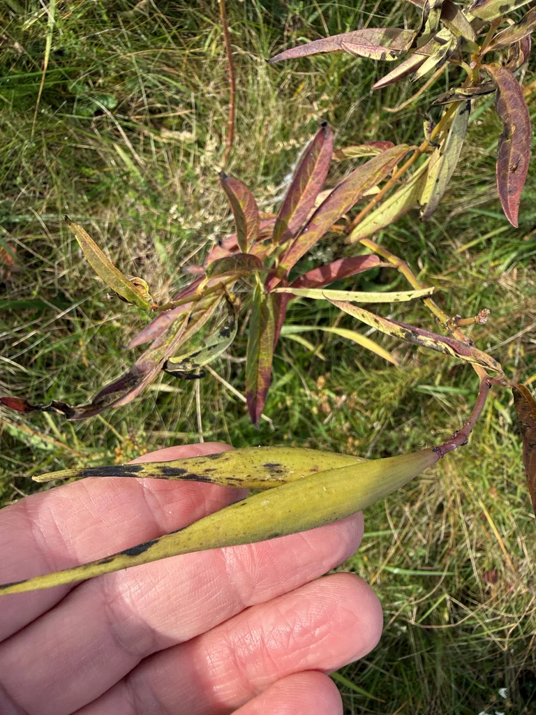 Asclepias Incarnata