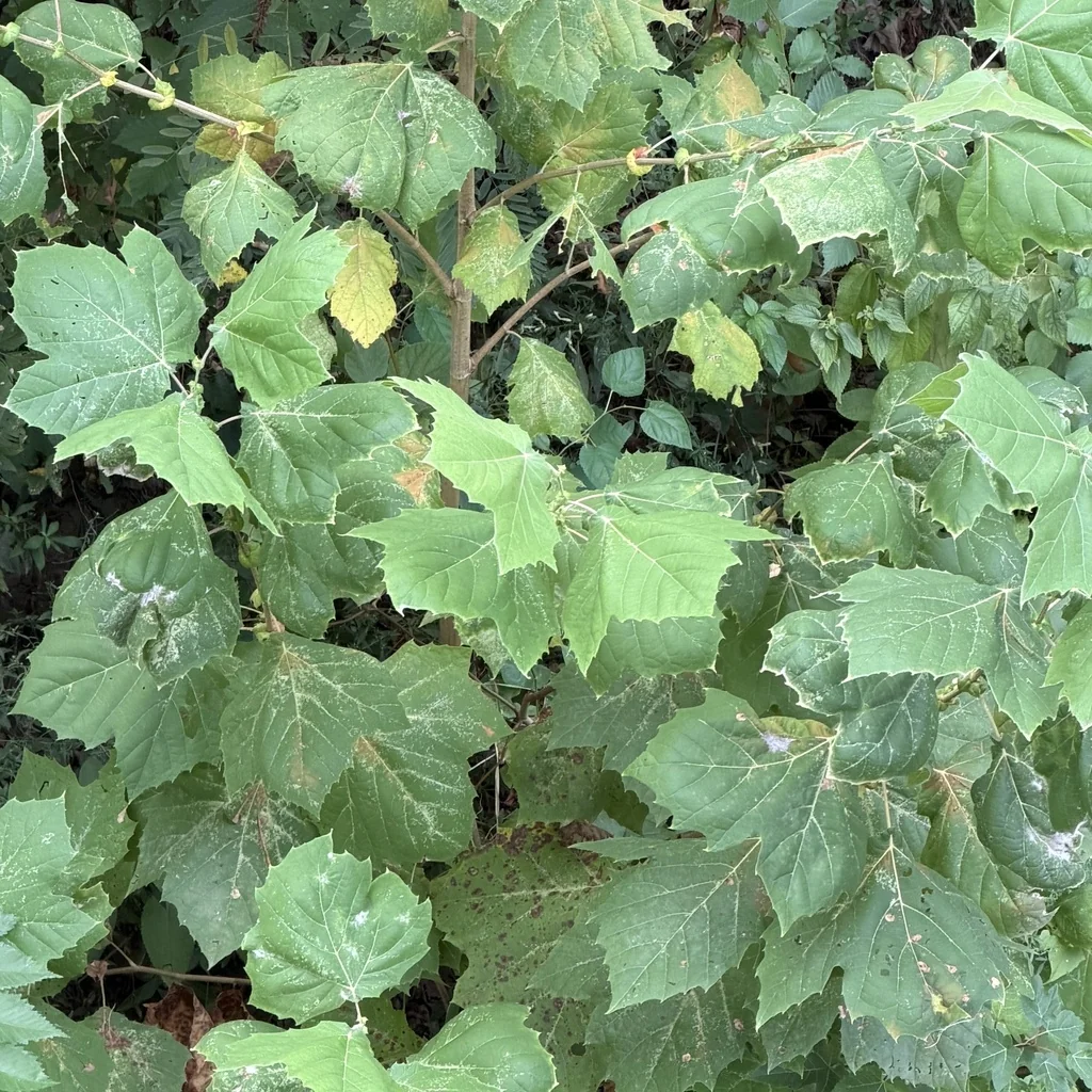 Platanus Occidentalis