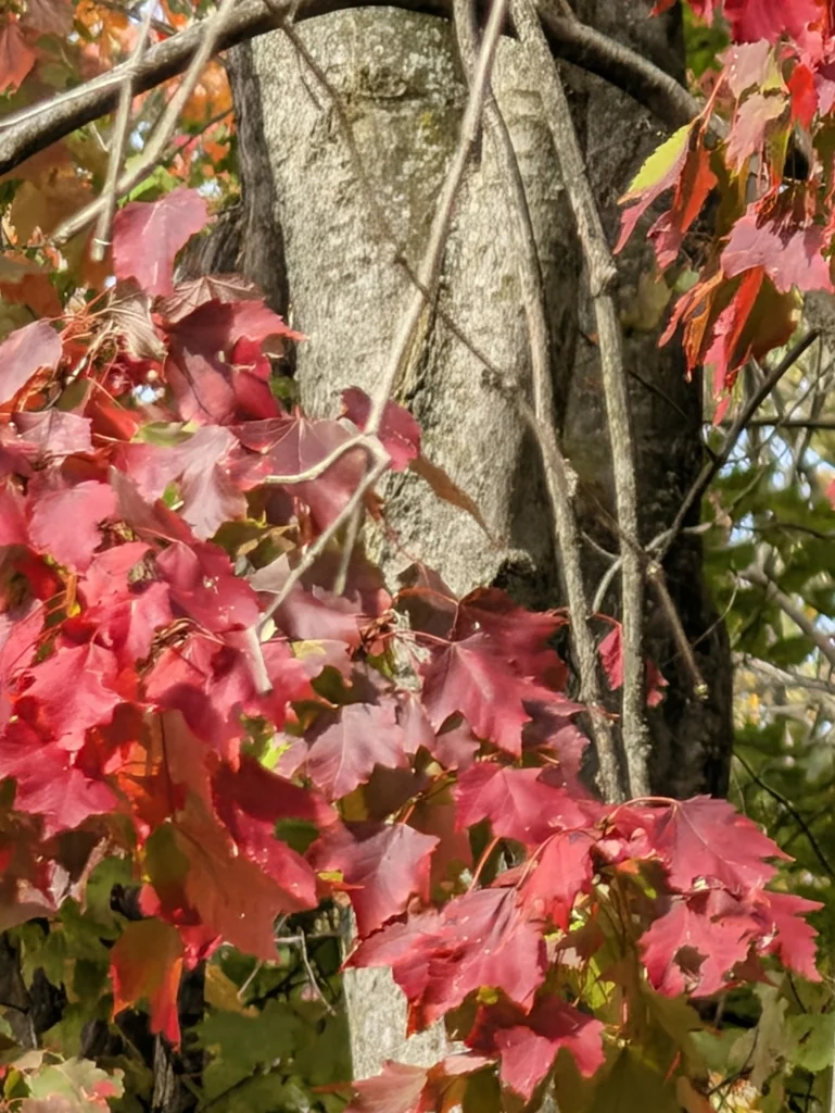 Acer Rubrum