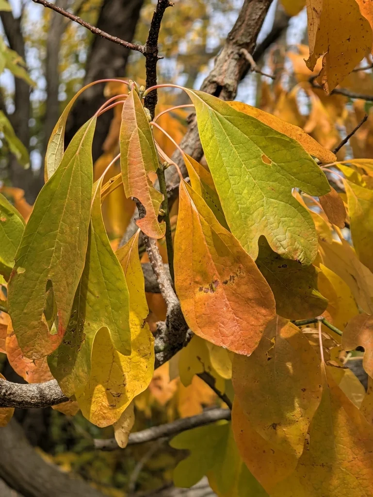 Sassafras Albidum