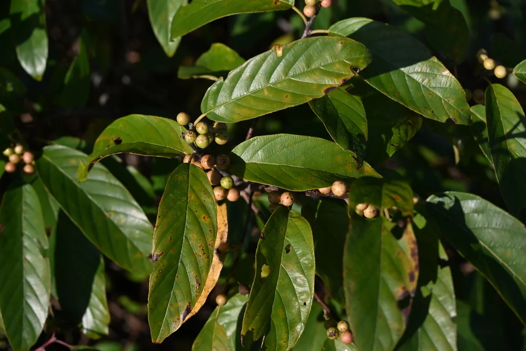 Rhamnus Caroliniana
