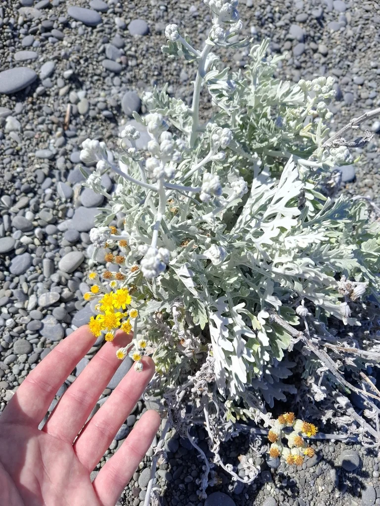 Senecio Cineraria