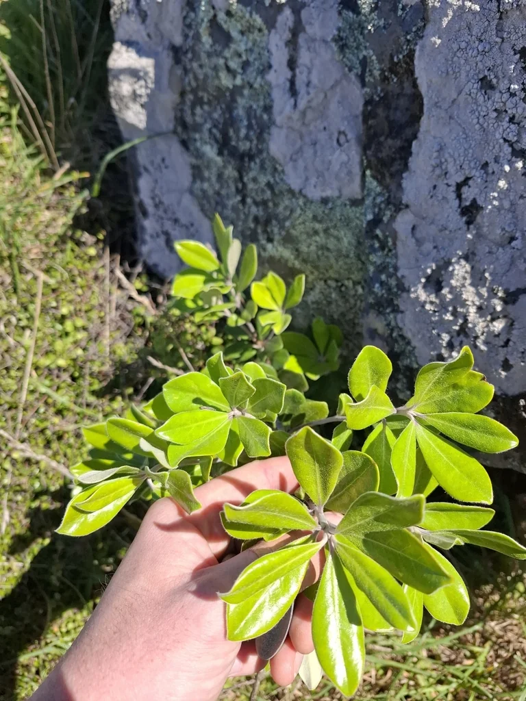 Pittosporum Crassifolium