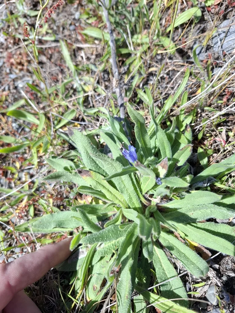 Echium Vulgare