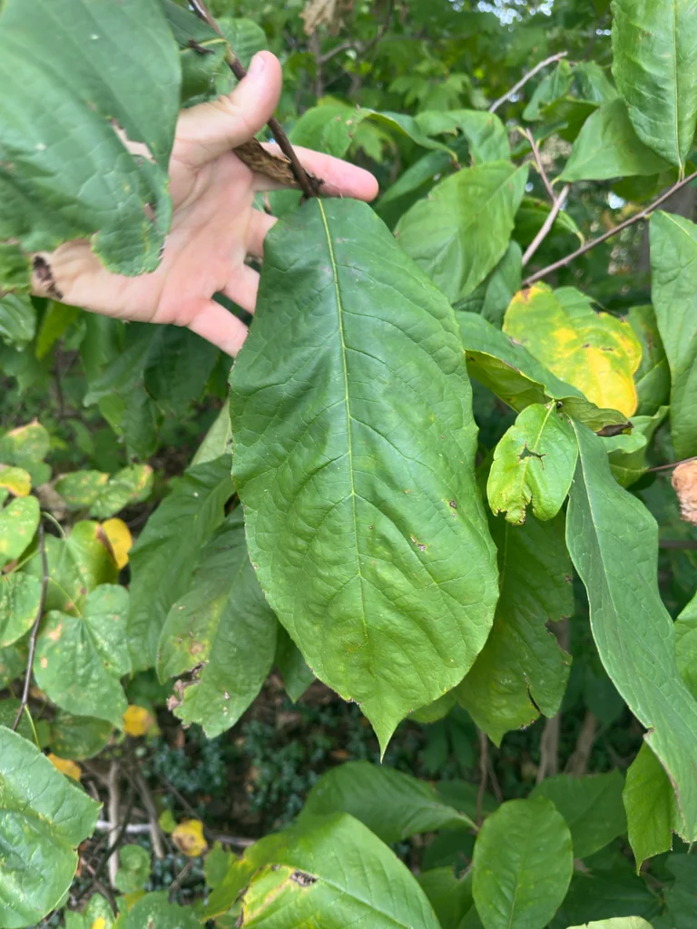 Asimina Triloba