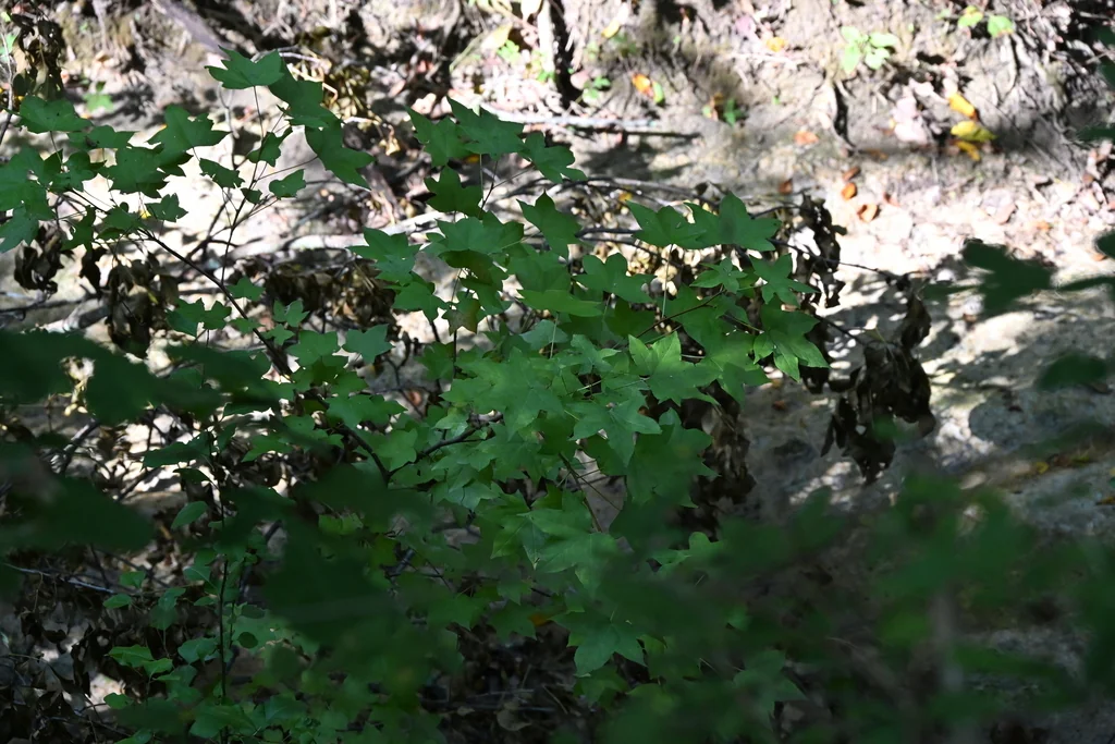 Liquidambar Styraciflua