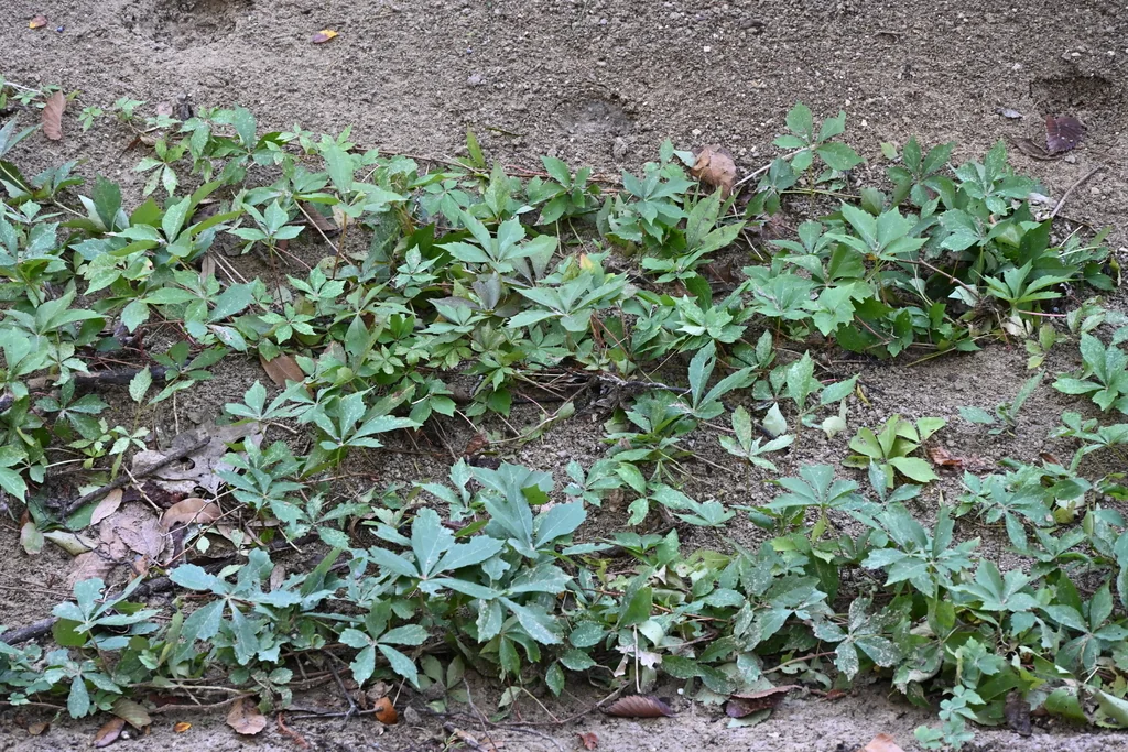 Parthenocissus Quinquefolia