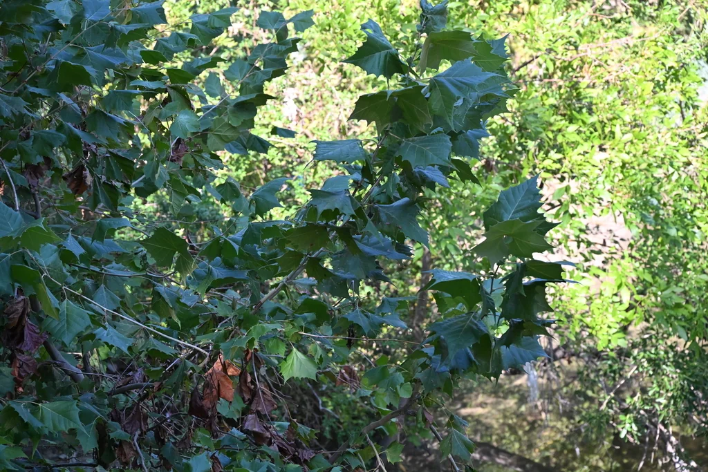 Platanus Occidentalis