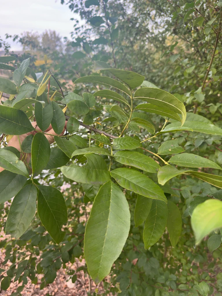 Fraxinus Pennsylvanica