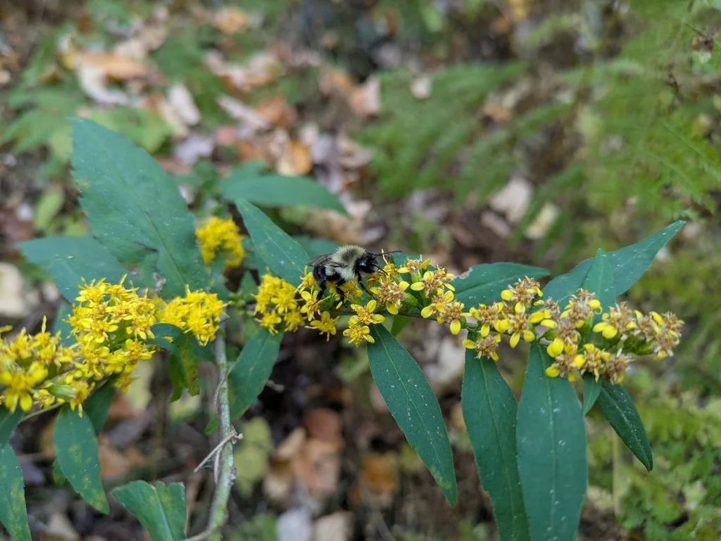 Solidago Caesia