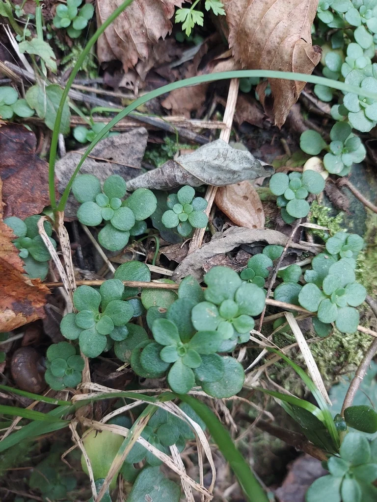 Sedum Ternatum