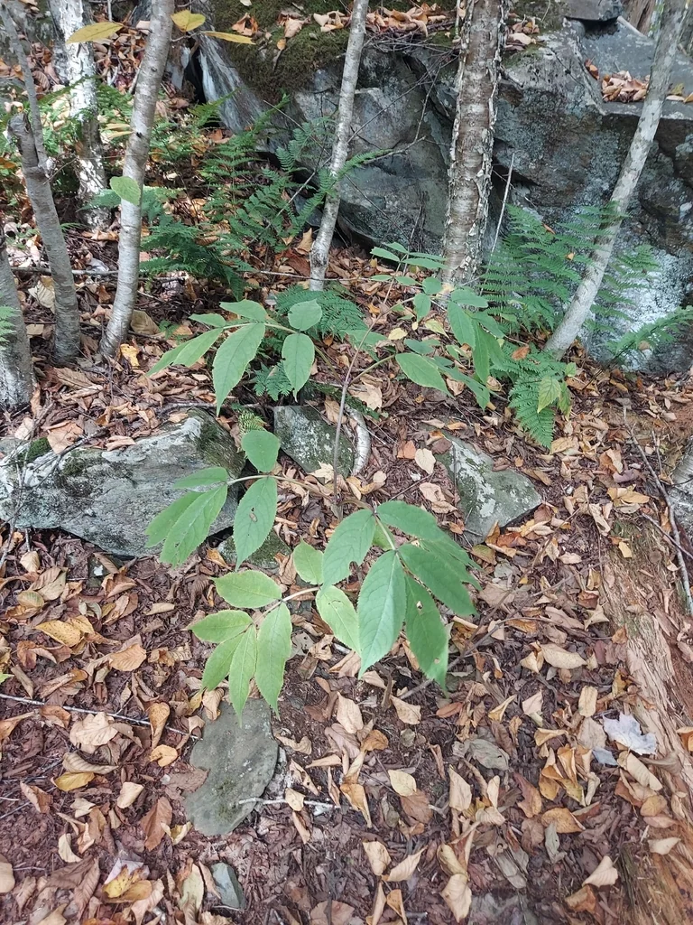 Sambucus Racemosa