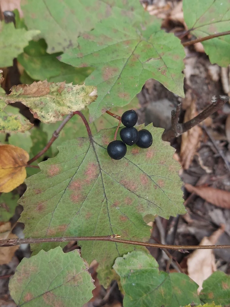 Viburnum Acerifolium