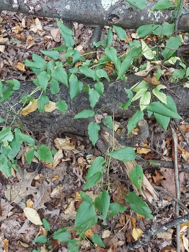 Clematis Viorna