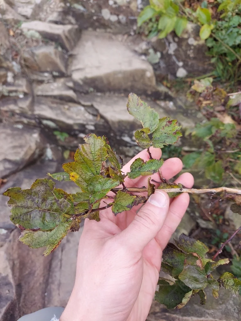 Physocarpus opulifolius