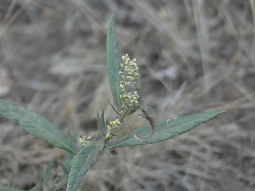 Artemisia Douglasiana