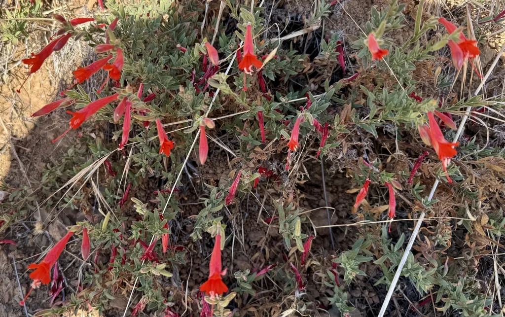 Zauschneria Californica