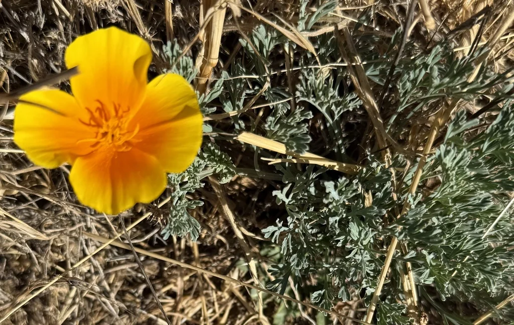 Eschscholzia Californica