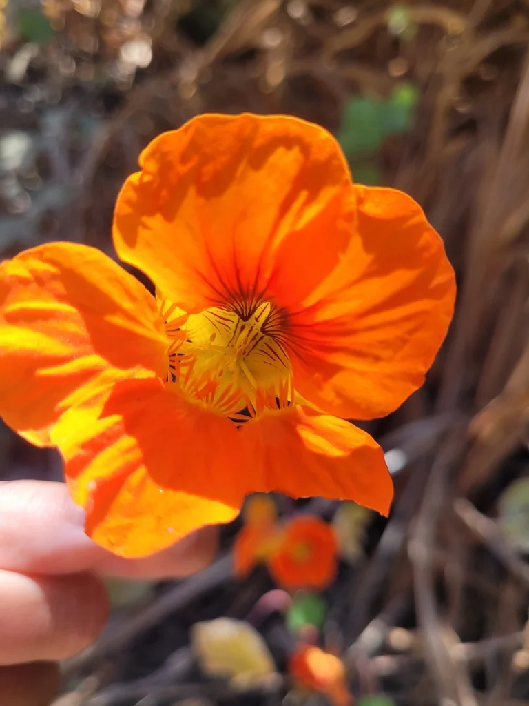 Tropaeolum Majus