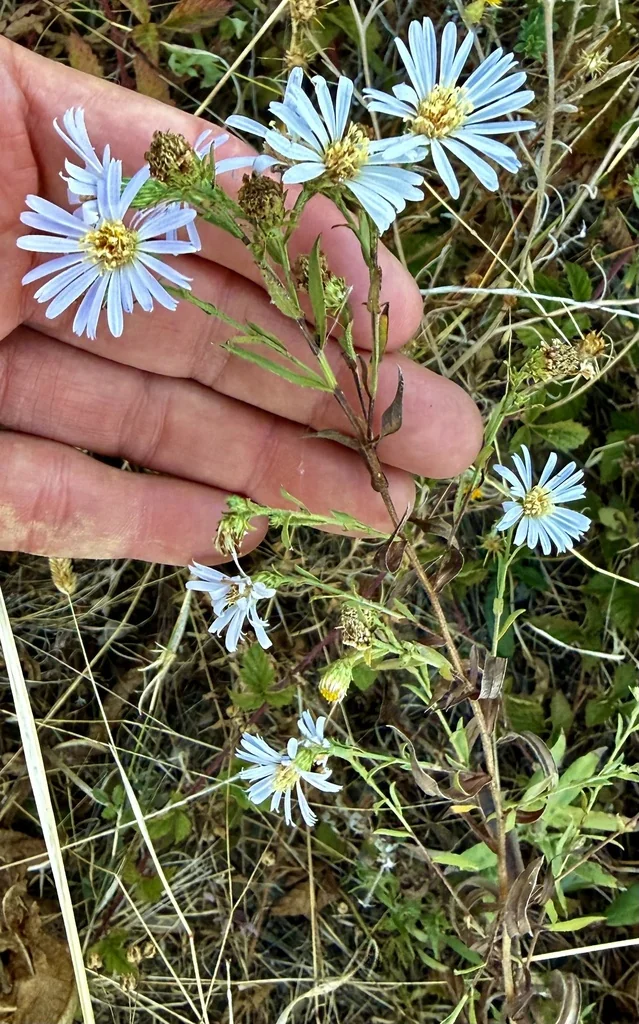 Symphyotrichum Chilense