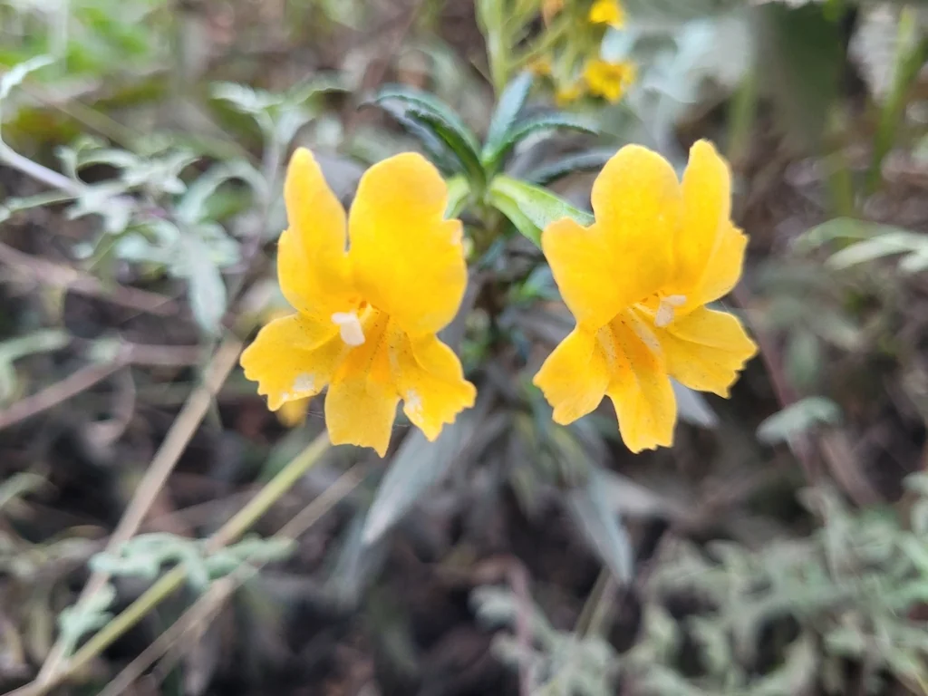 Mimulus Aurantiacus