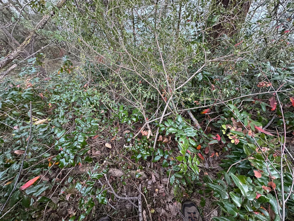 Ligustrum Vulgare