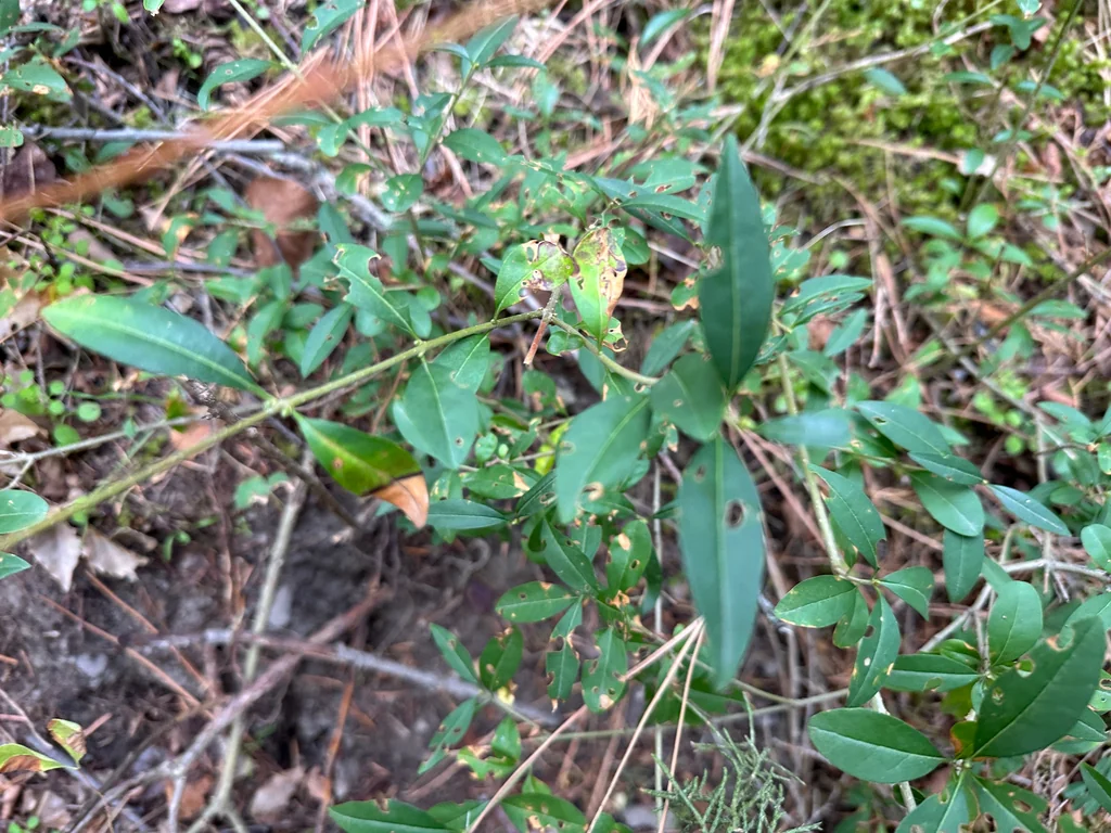 Ligustrum Vulgare