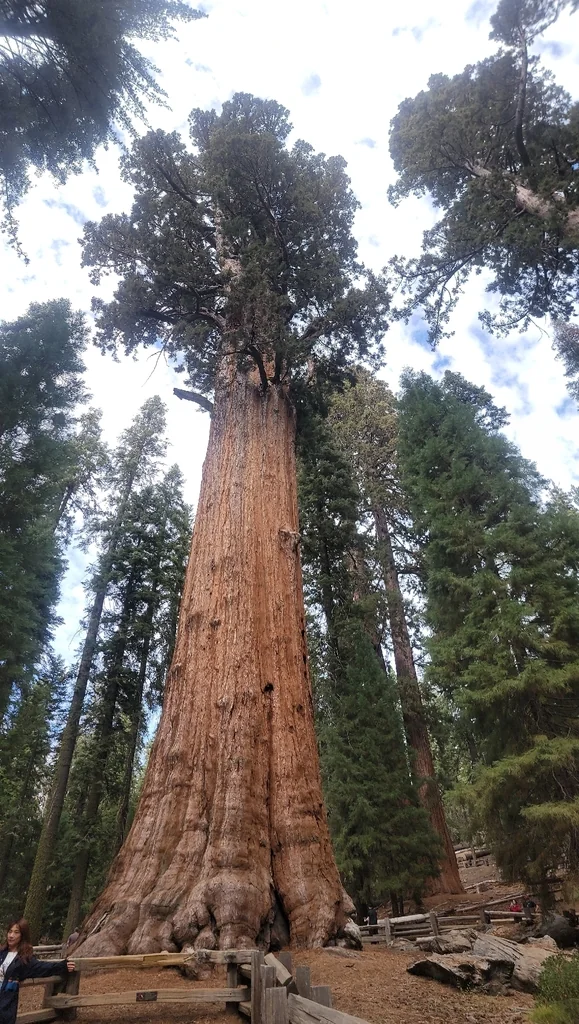 Sequoiadendron Giganteum