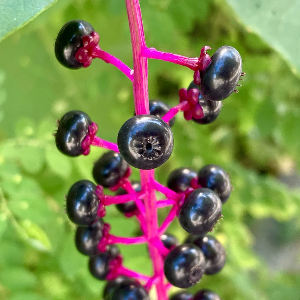 Phytolacca Americana