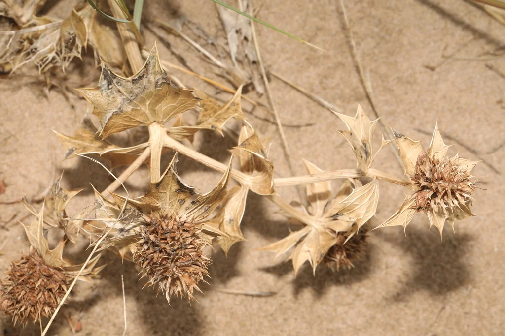 Eryngium Maritimum