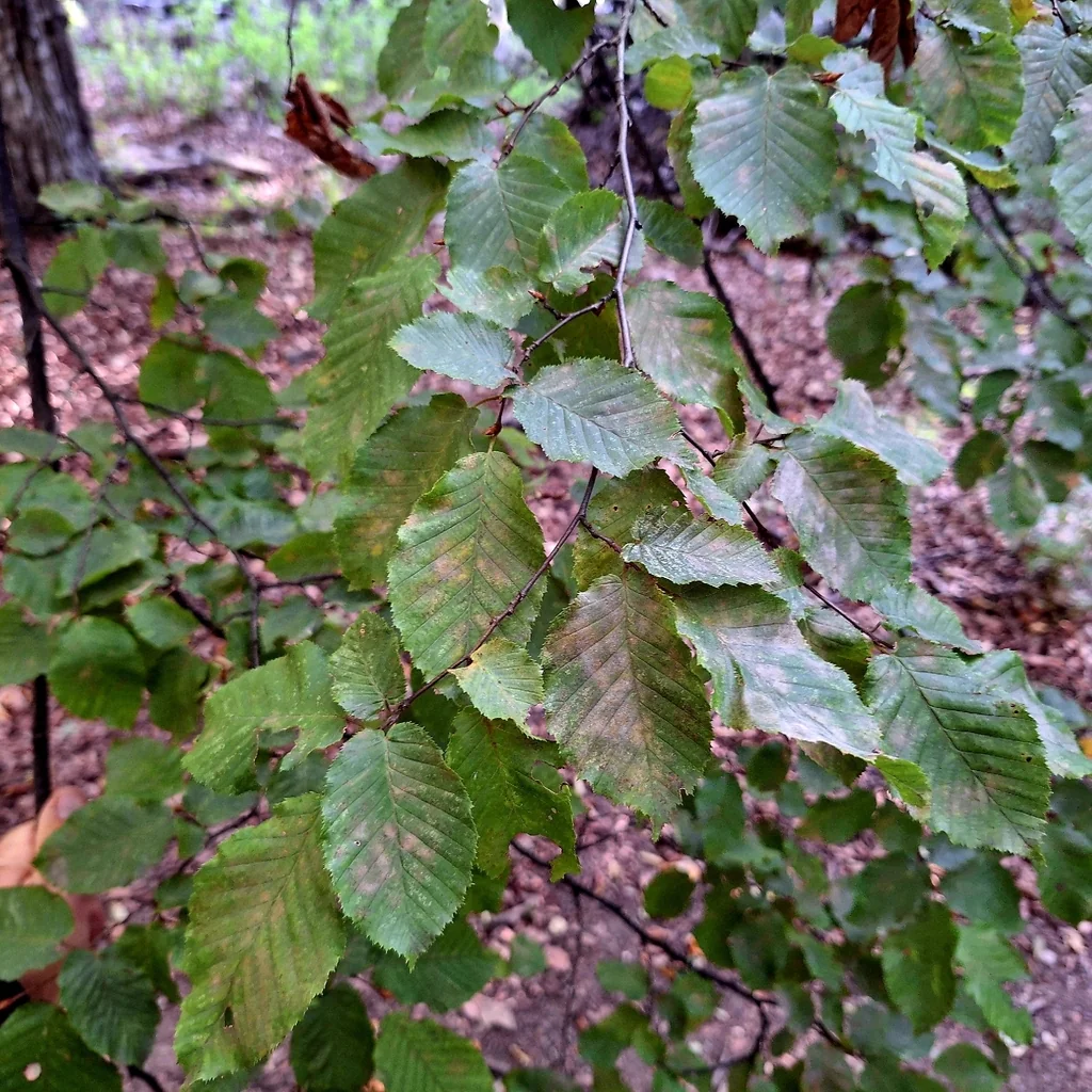 Carpinus Betulus