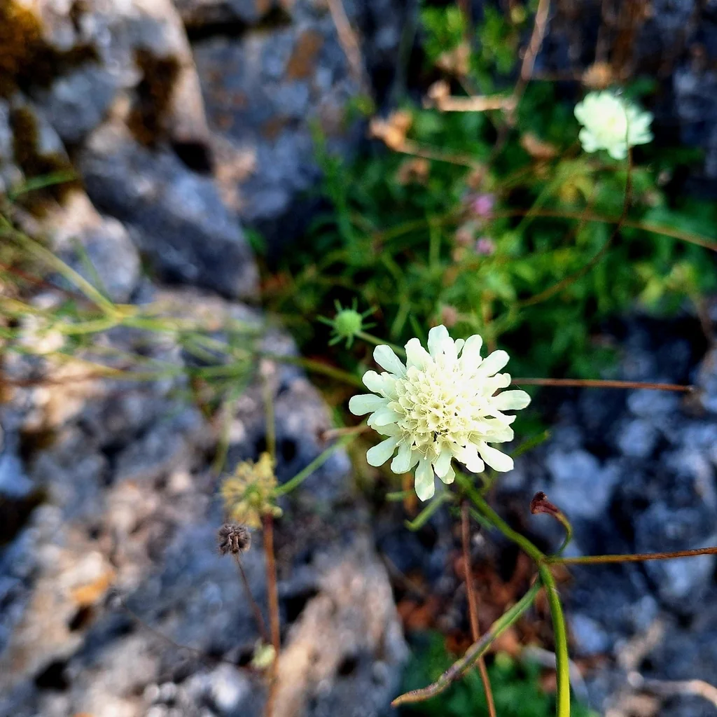 Scabiosa Ochroleuca