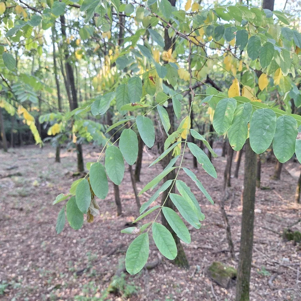 Robinia Pseudoacacia
