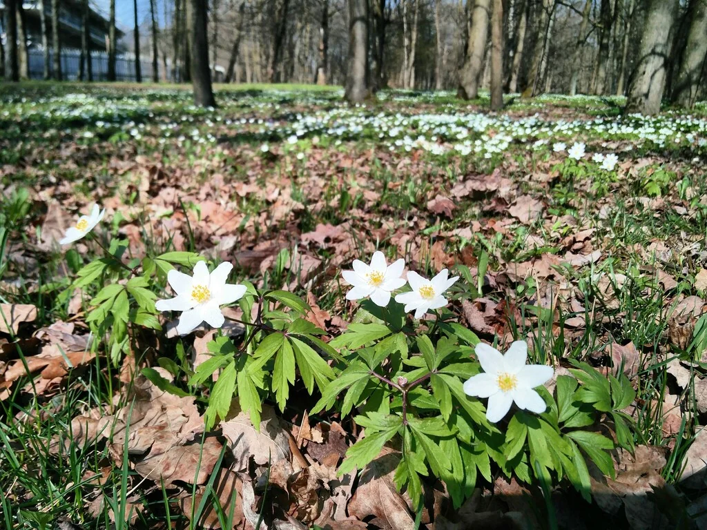 Anemone Nemorosa