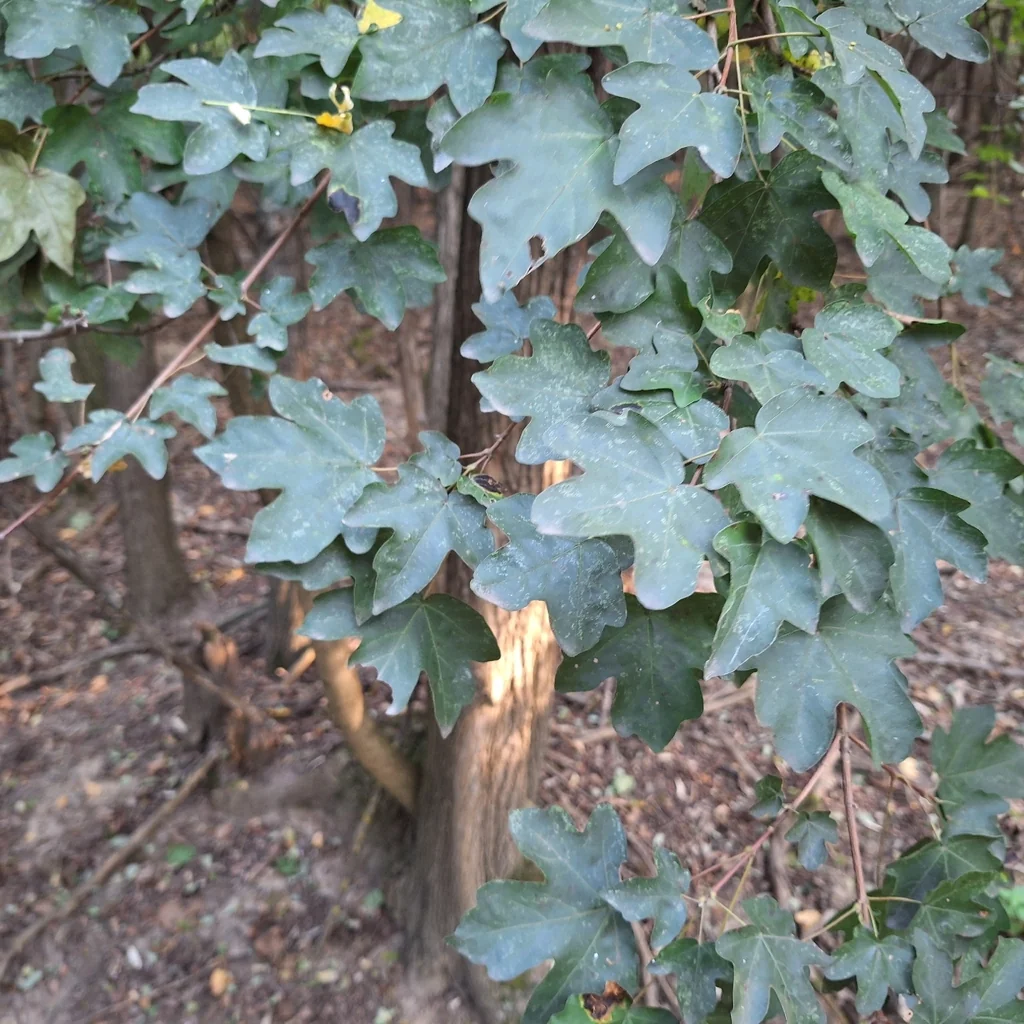 Acer Campestre
