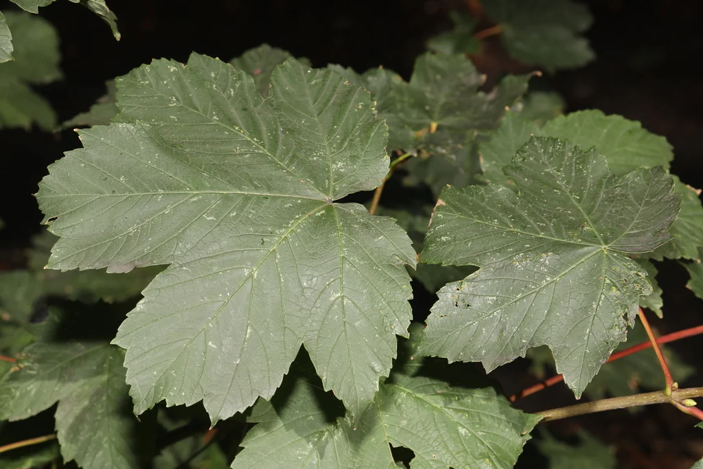 Acer Pseudoplatanus