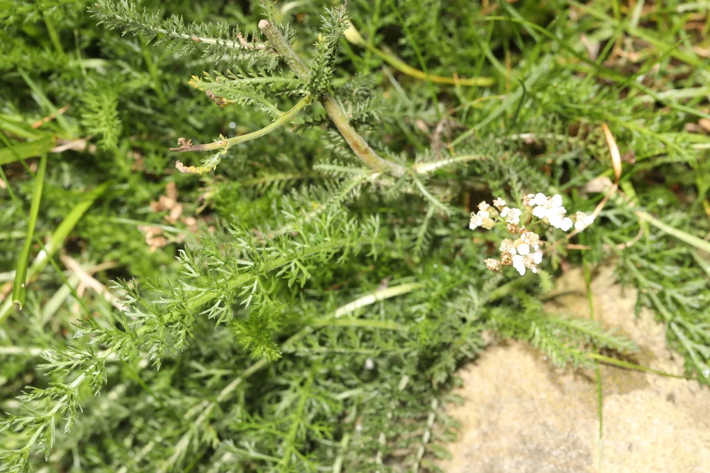 Achillea Millefolium