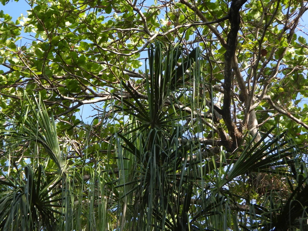 Livistona Decipiens