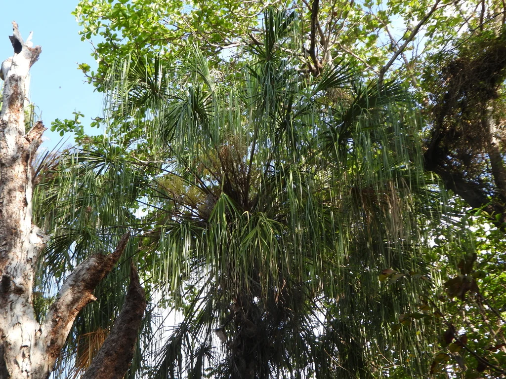 Livistona Decipiens