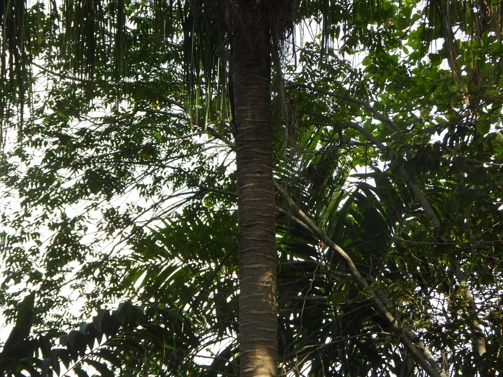 Livistona Decipiens