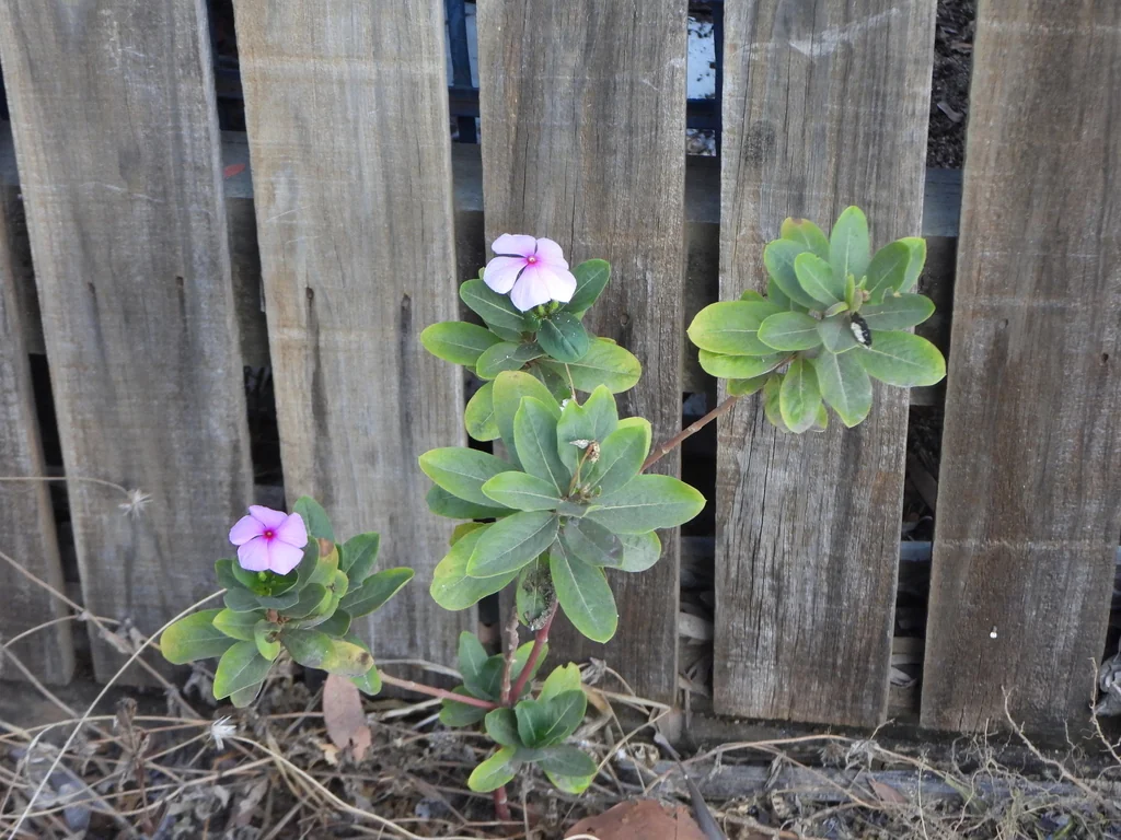 Catharanthus Roseus