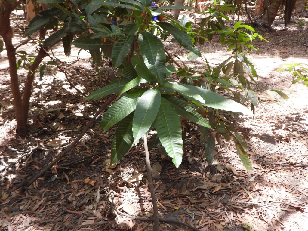 Mangifera indica
