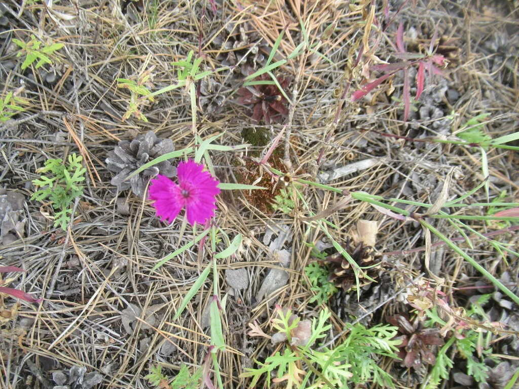 Dianthus Chinensis
