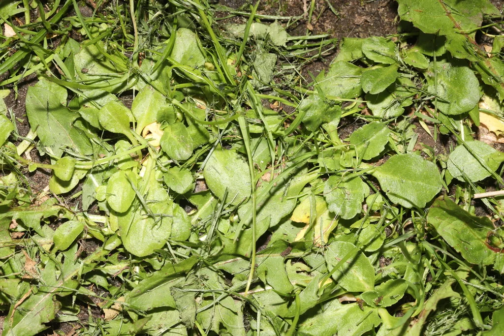 Bellis Perennis