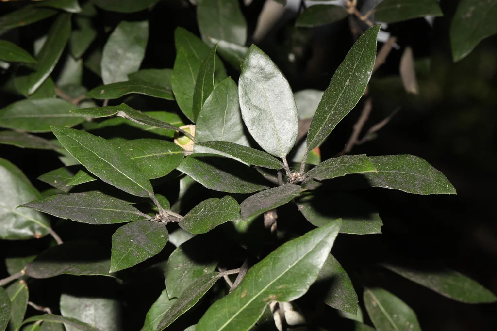 Quercus Ilex