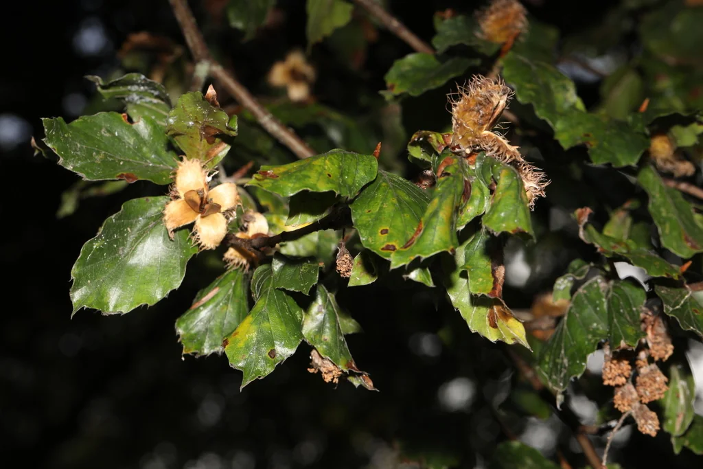 Fagus Sylvatica