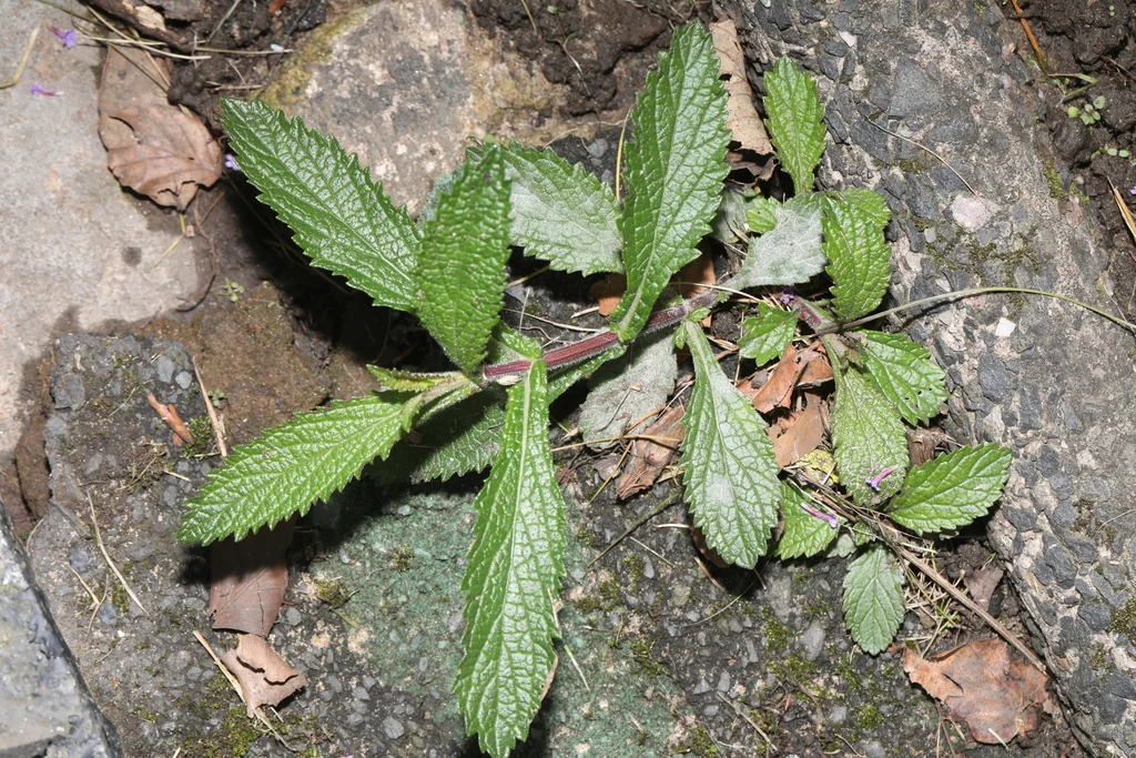Verbena Bonariensis