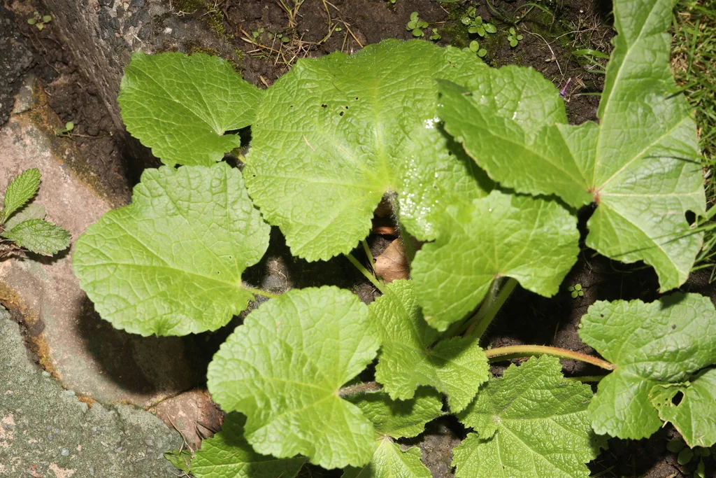 Alcea Rosea