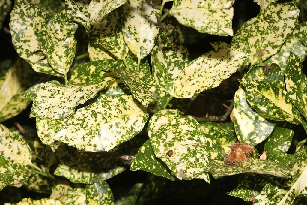 Aucuba Japonica