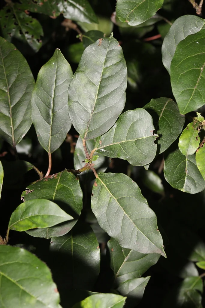 Viburnum Tinus